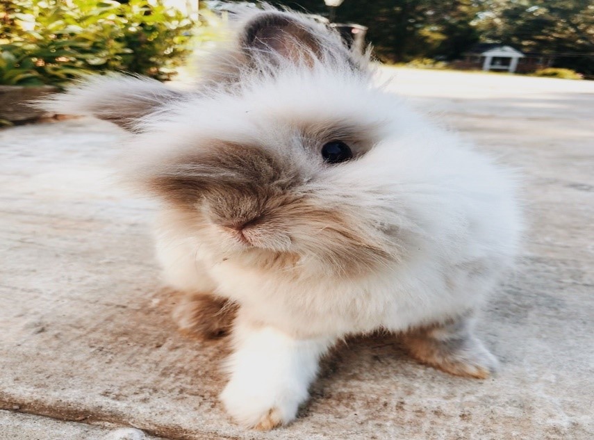 Top-10-Best-Pet-Rabbit-Breeds_Lionhead