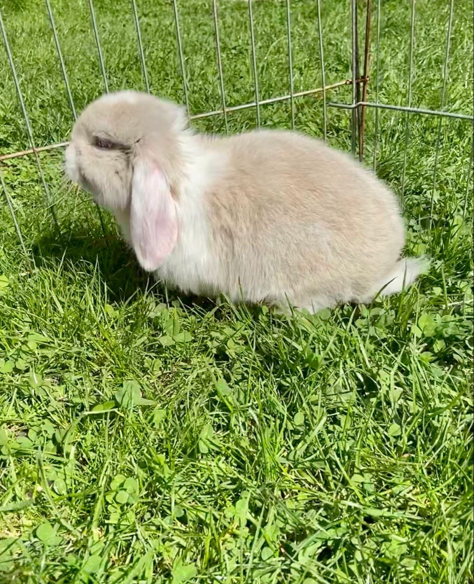 Top-10-Best-Pet-Rabbit-Breeds_Mini Lop