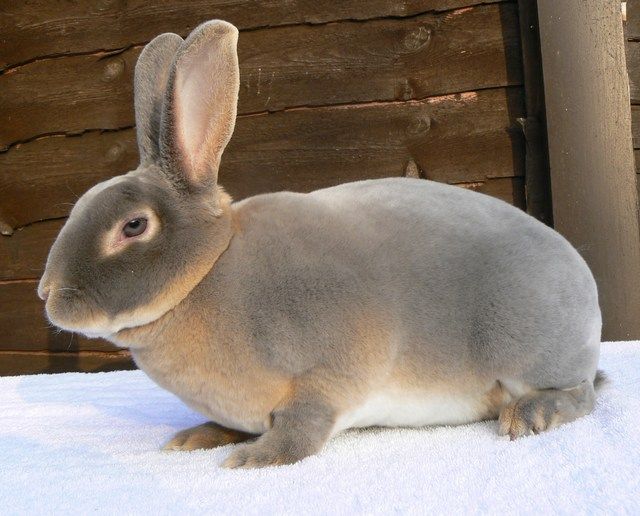Top-10-Best-Pet-Rabbit-Breeds_Mini Rex