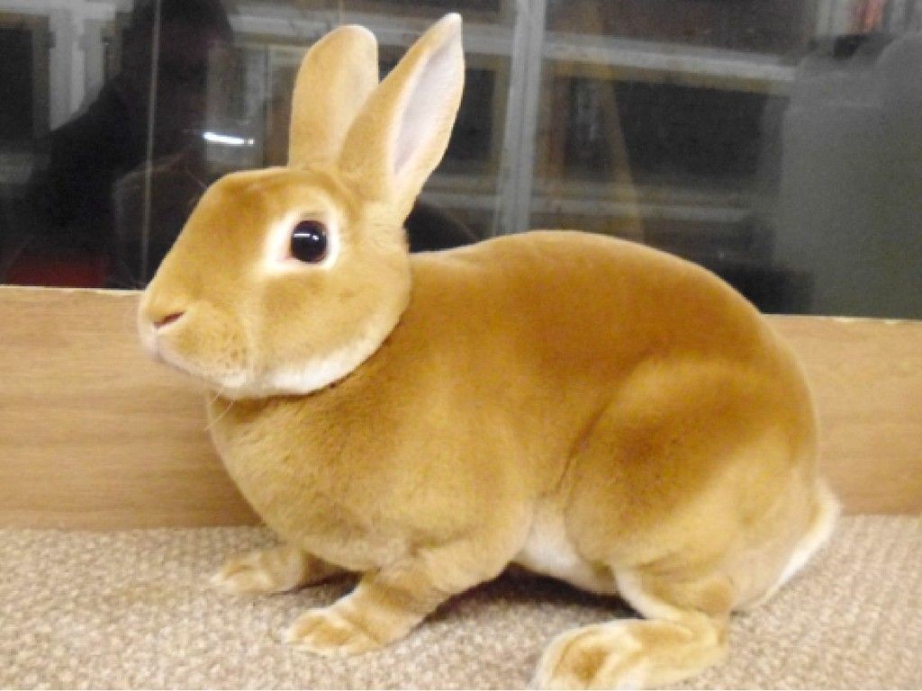 Top-10-Best-Pet-Rabbit-Breeds_Mini Satin