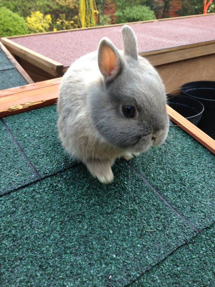 Top-10-Best-Pet-Rabbit-Breeds_Netherland-Dwarf