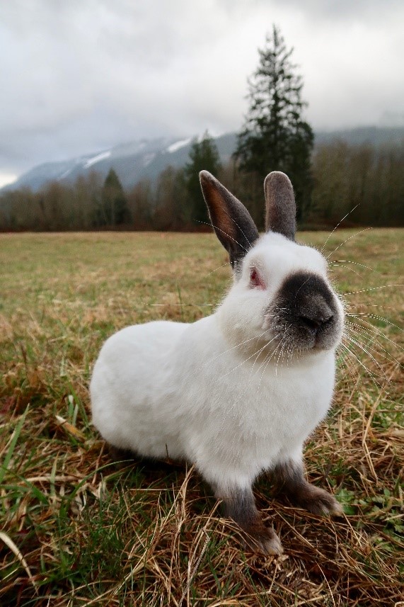 op-10-Best-Pet-Rabbit-Breeds_The-Himalayan-Rabbit
