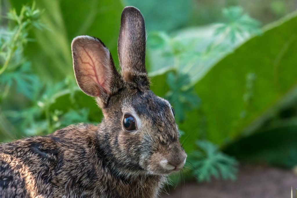 building a rabbit garden_rabbit in garden