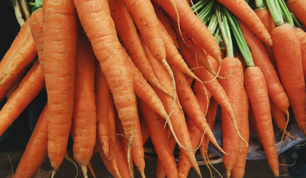bunny gardening for beginners_carrot