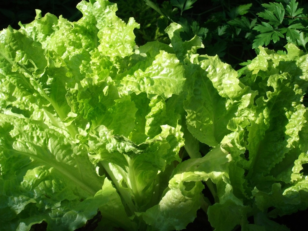 bunny gardening for beginners_lettuce