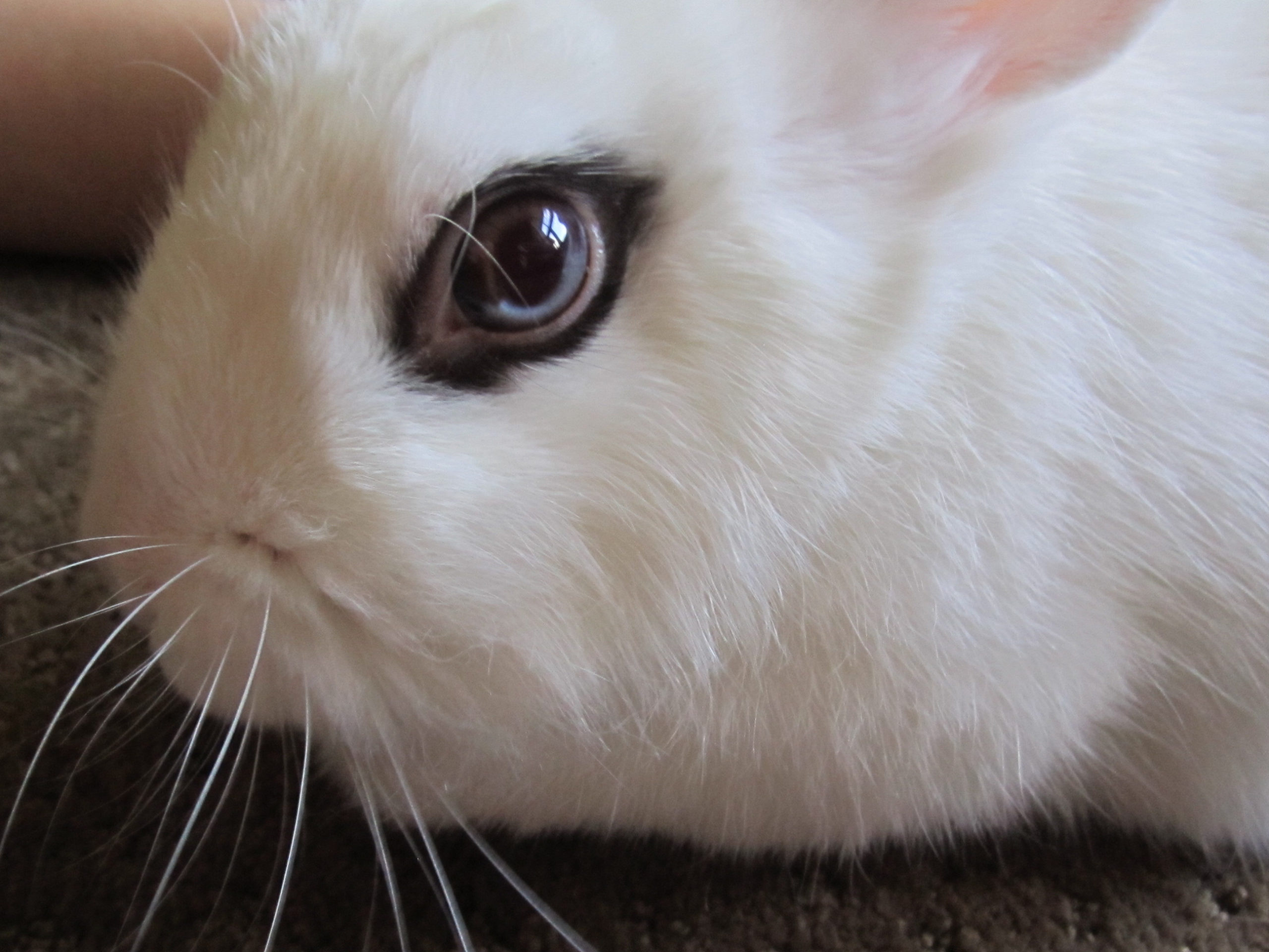conjunctivitis in rabbits _ rabbit coloured eye