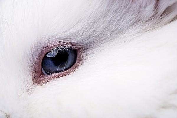 conjunctivitis in rabbits _ rabbit conjunctivitis