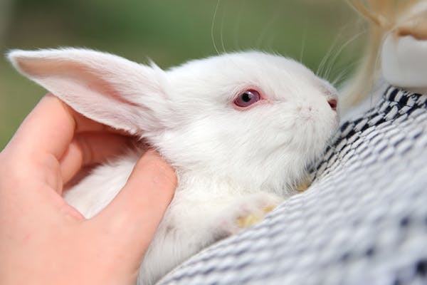 conjunctivitis in rabbits _ rabbit eye