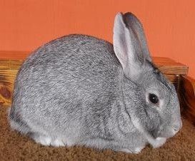 op-10-Best-Pet-Rabbit-Breeds_Standard Chinchilla