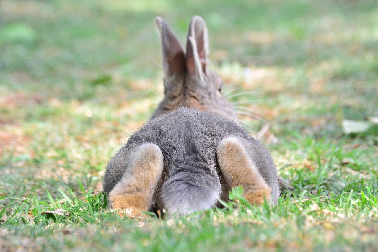 rabbit behavior_rabbit laying down