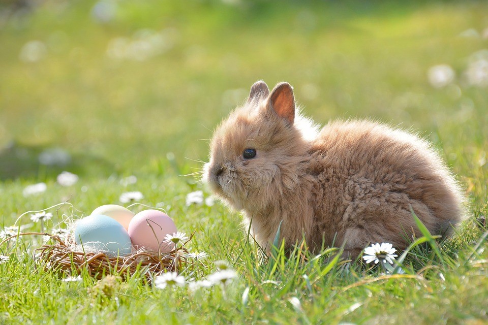 Logic toys for rabbits_cat balls
