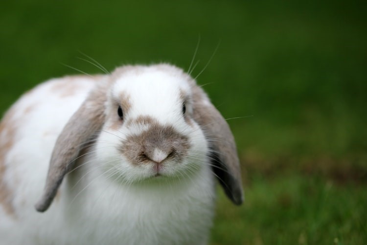 Taking your house rabbit outside safely_bunny
