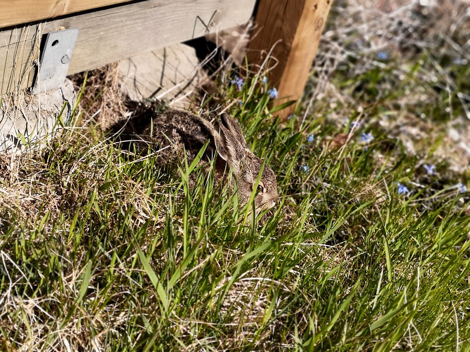 Taking your house rabbit outside safely_rabbit in the sun