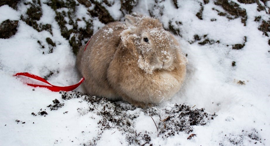 Taking your house rabbit outside safely_snow bunny