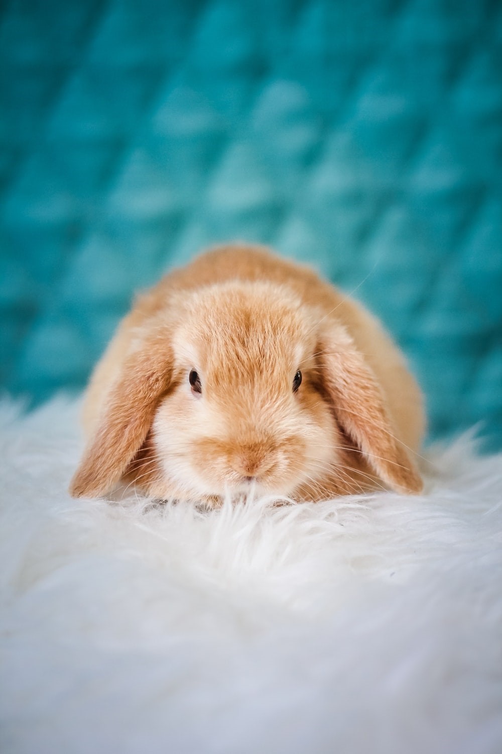 heat strokes in rabbits_curious bunny