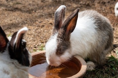 heat strokes in rabbits_rabbit drinking water