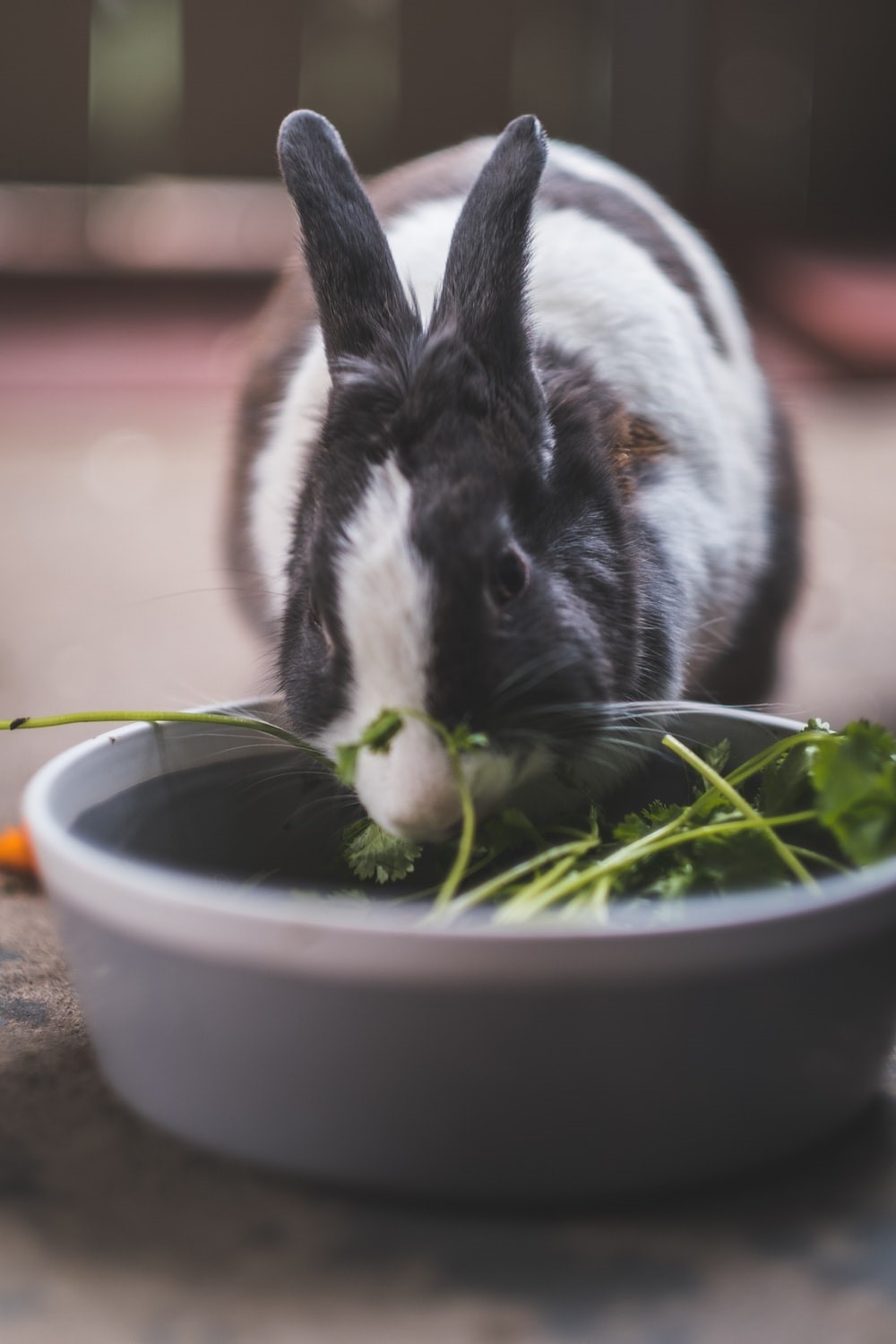 heat strokes in rabbits_rabbit eating vegetables