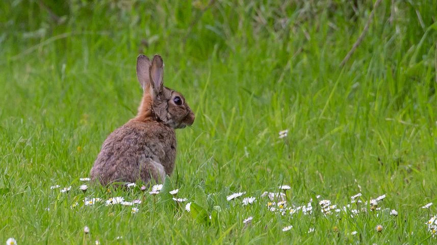 heat strokes in rabbits_rabbit looking