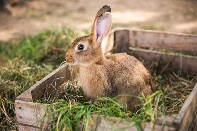 poopy butt in rabbits_rabbit hay