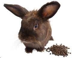 poopy butt in rabbits_rabbit poop