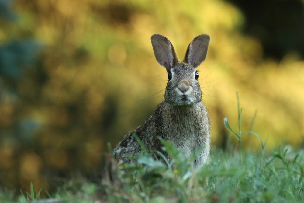 wild-rabbits_rabbit-looking