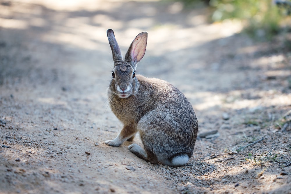 wild rabbits_rabbit along the road