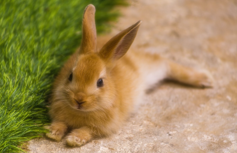wild-rabbits_rabbit-relaxing