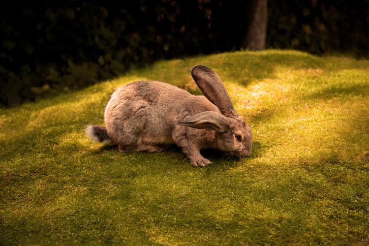 Can Pet Rabbits Eat Broccoli_Giant rabbit