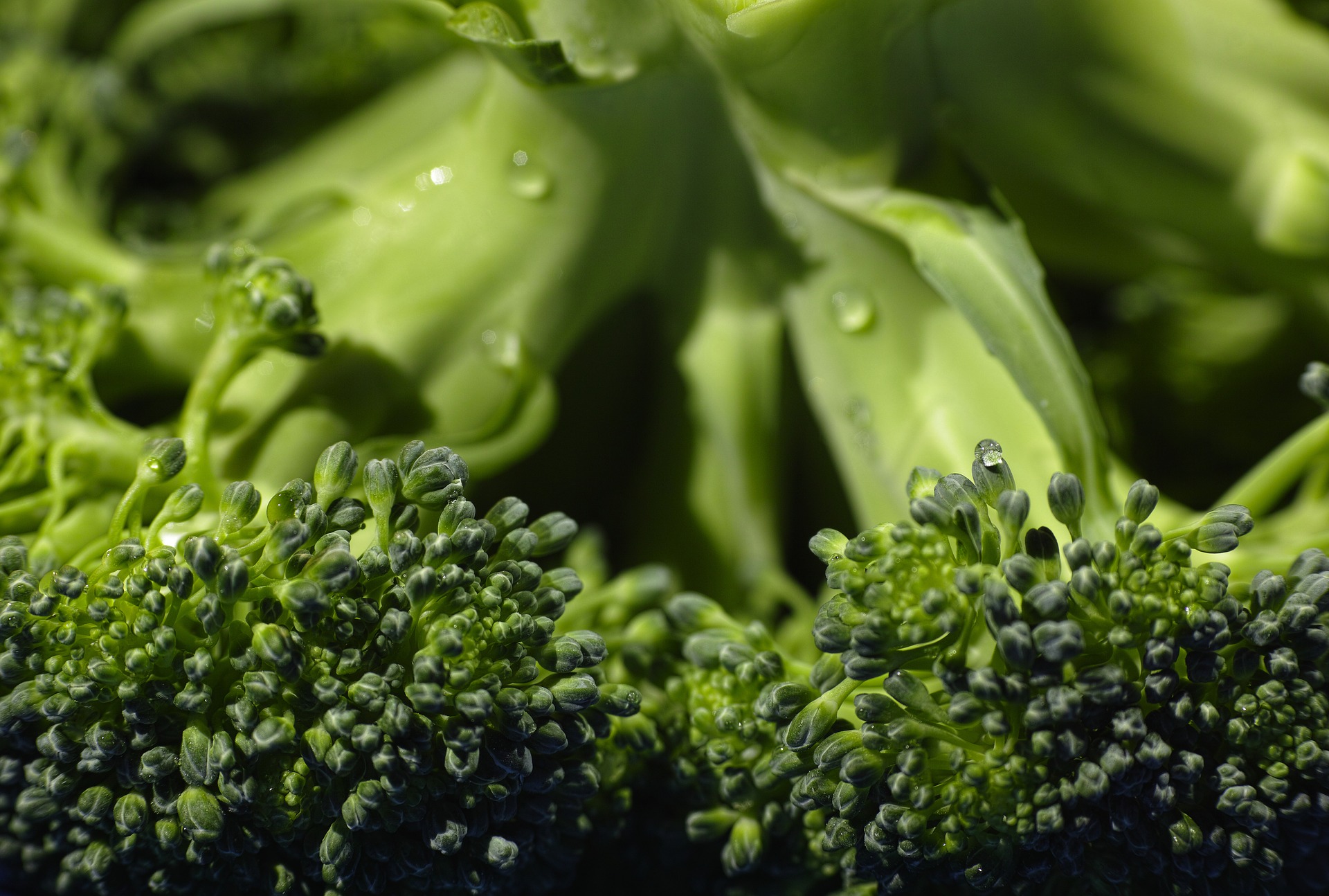 Can Pet Rabbits Eat Broccoli