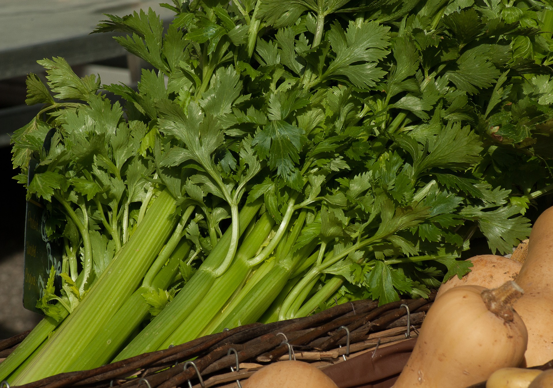 Can Pet Rabbits Eat Celery_celery