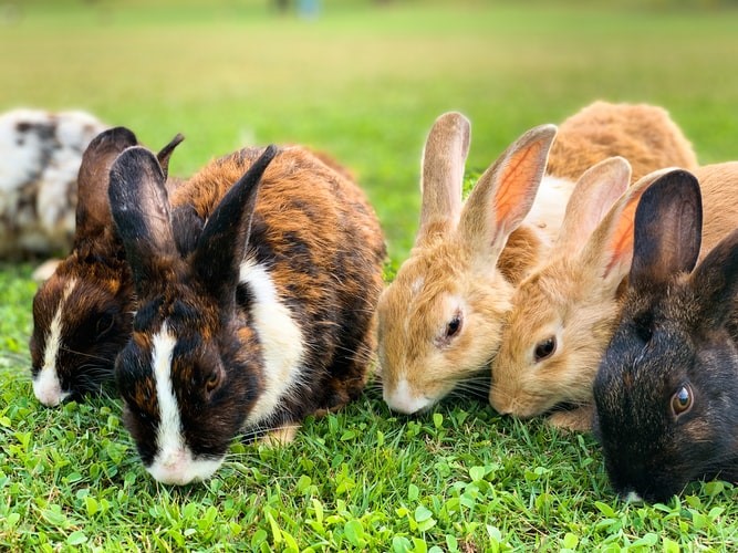 Can Pet Rabbits Eat Celery_rabbits eating on the field