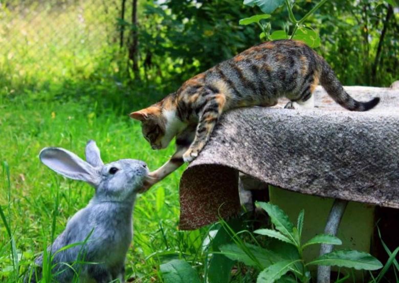Can You Have A Pet Bunny And Cat_cat and dog playing together
