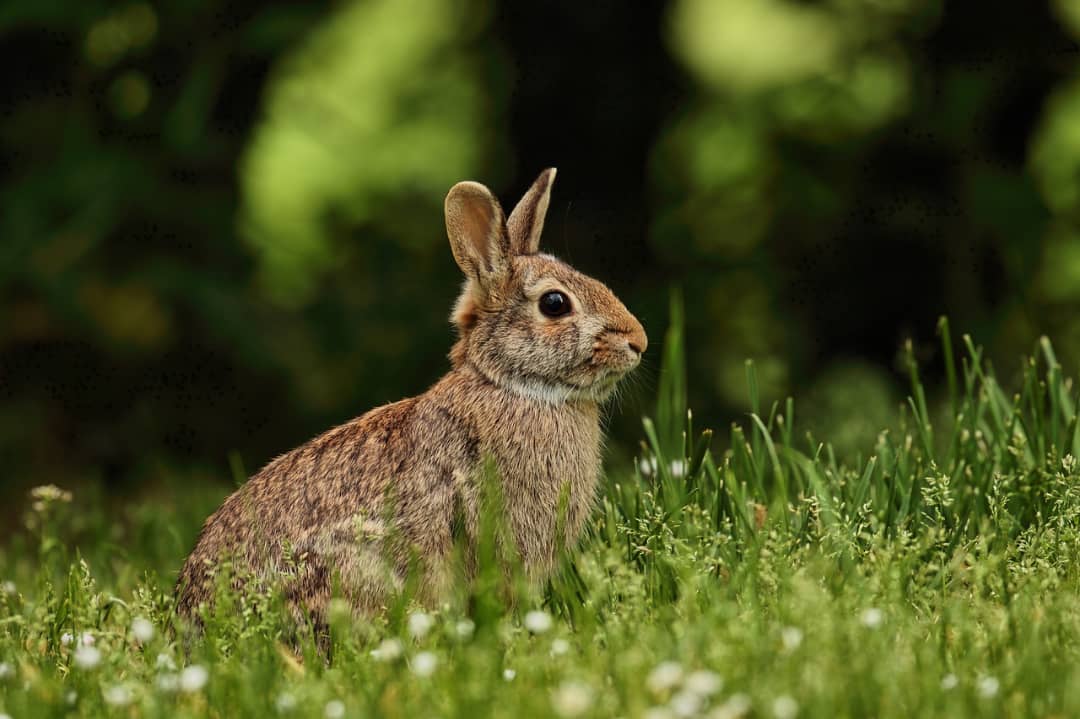 A HAPPY WILD RABBIT