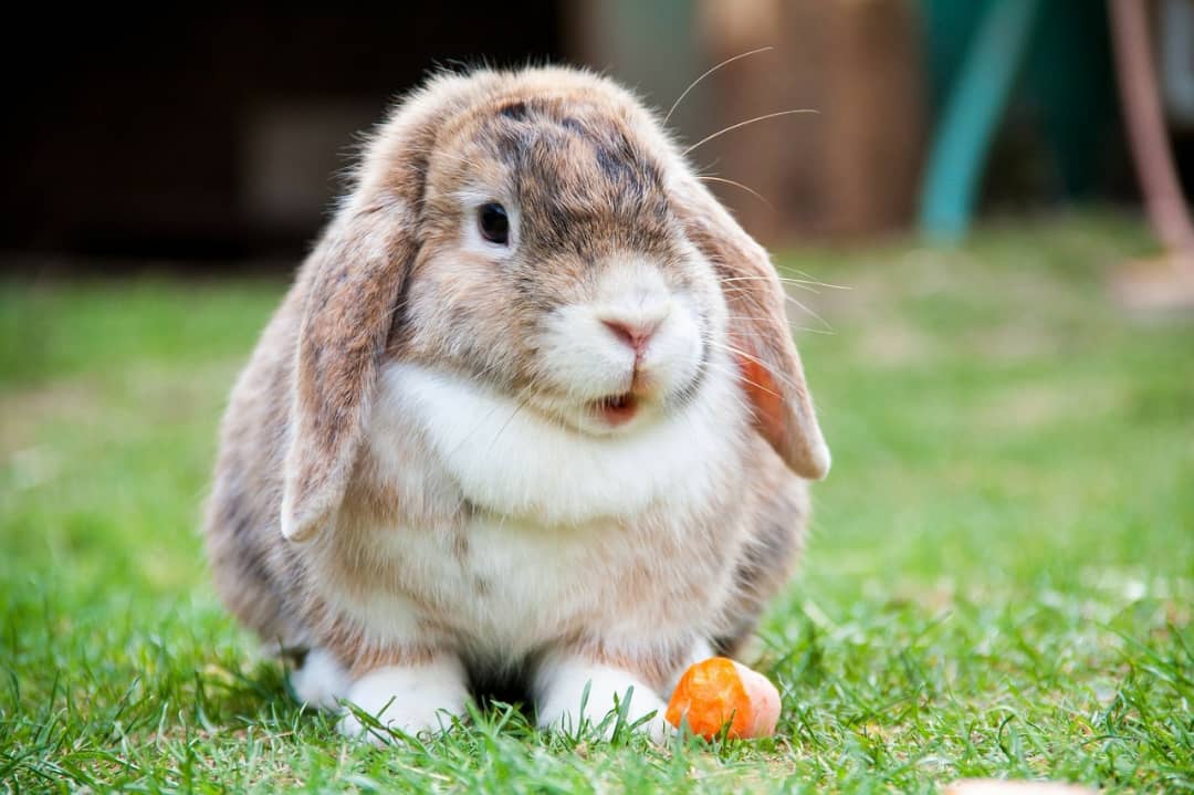 A GOOD LOOKING BUNY