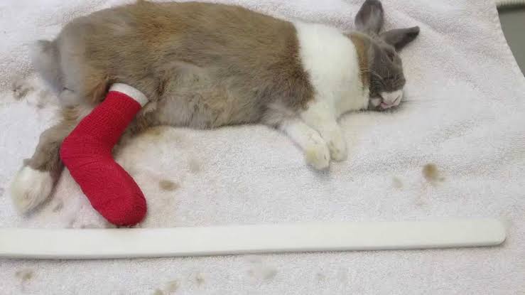 A RABIT WITH A BROKEN LIMB