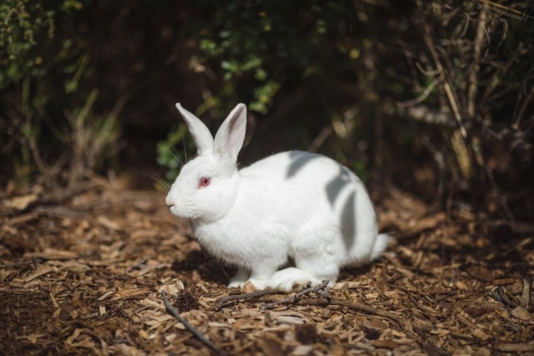 How Long Can A Pet Bunny Be Left Alone Everything Bunnies