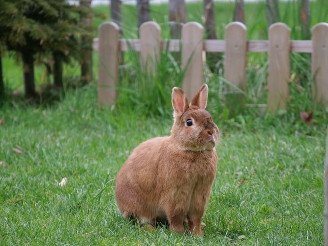 How Long Can A Pet Bunny Be Left Alone_rabbit outside
