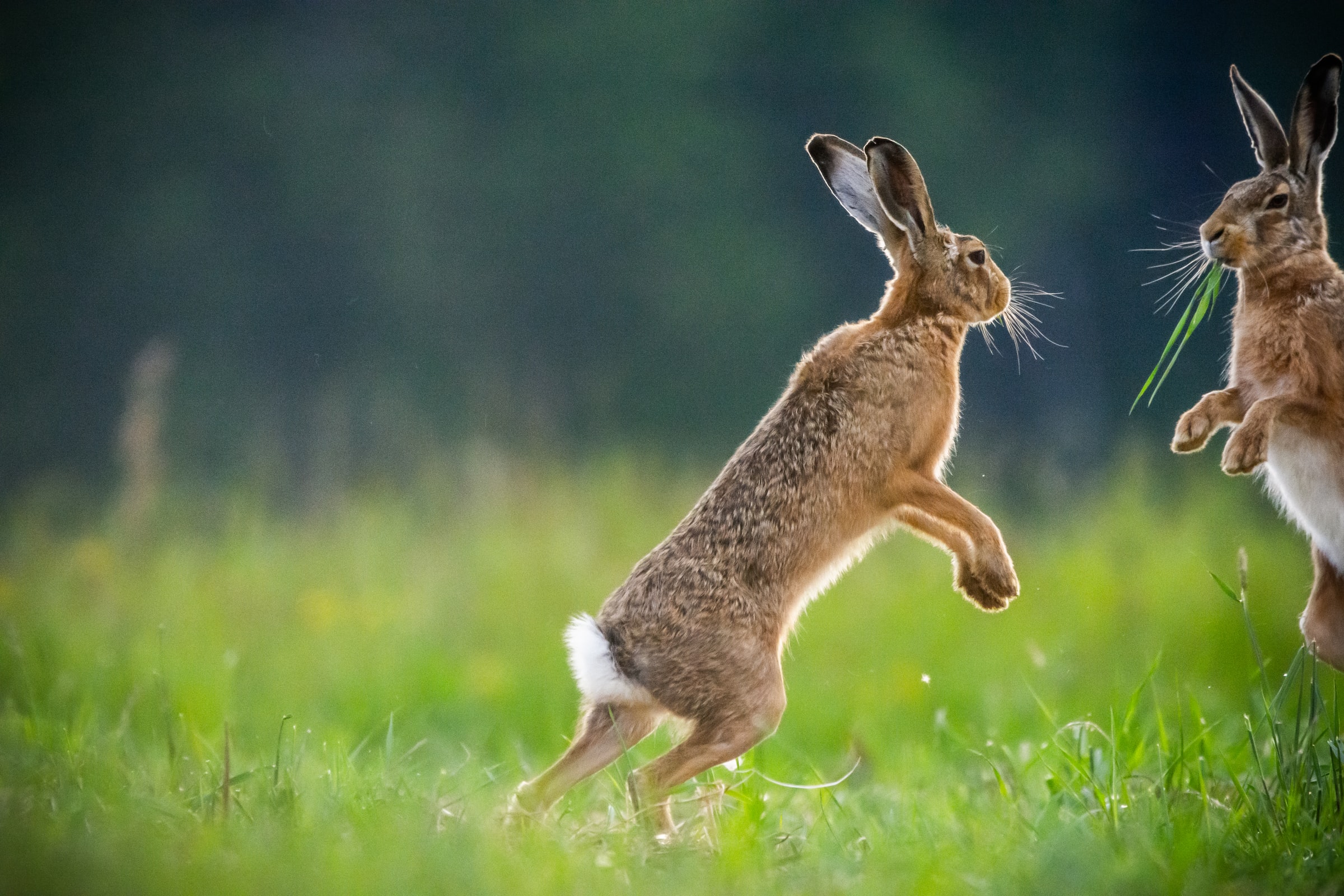 How to Care For Your Injured Rabbit_rabbits fighting
