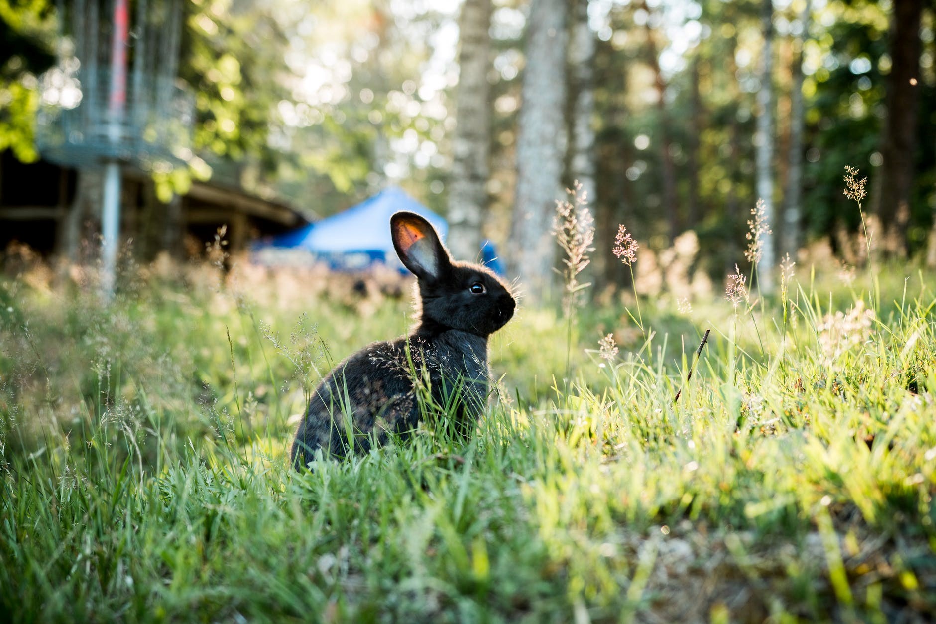 can you have a pet bunny and cat_bunny in the wild
