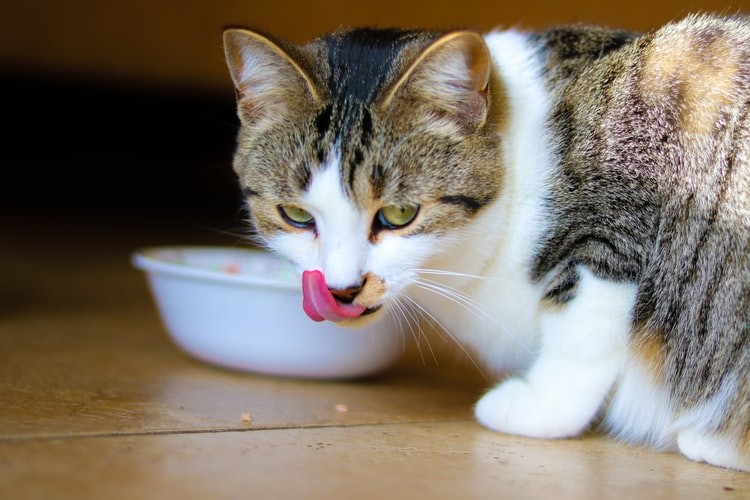 can you have a pet bunny and cat_cat eating