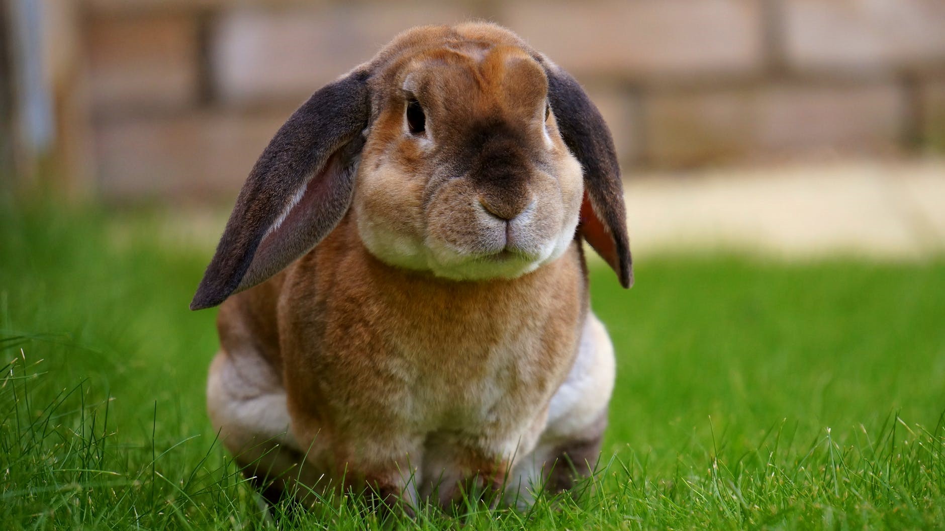 can you have a pet bunny and cat_cute bunny