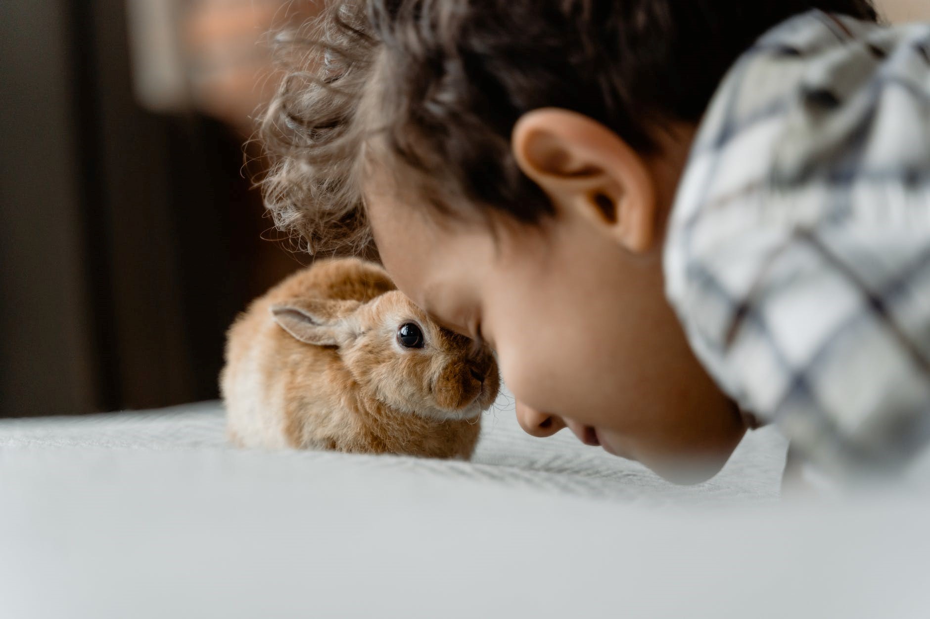 enrichment for rabbits_bunny love