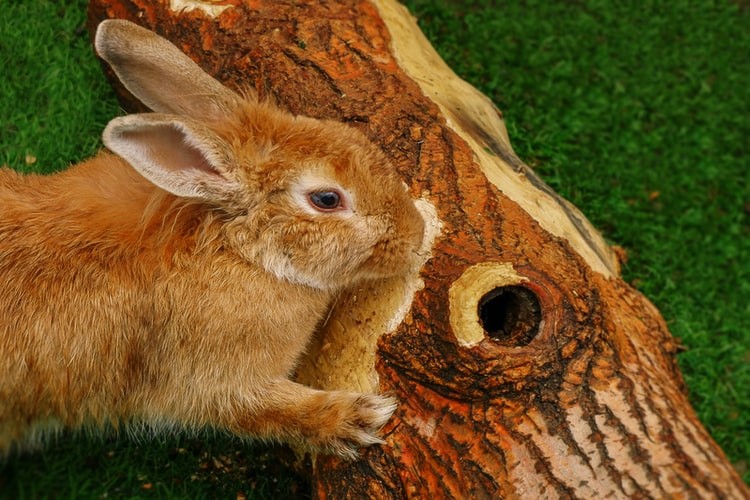 enrichment for rabbits_bunny relaxing