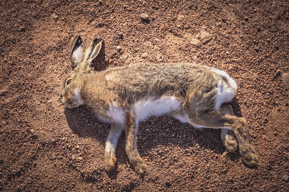 how long do pet rabbits live_dead rabbit