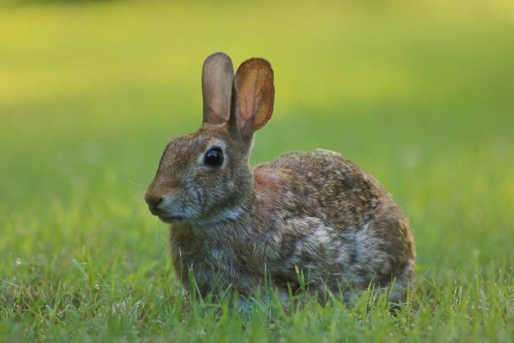how long do pet rabbits live_rabbit in a lawn