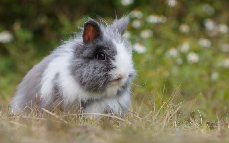 pet rabbit pros and cons_rabbit is the open