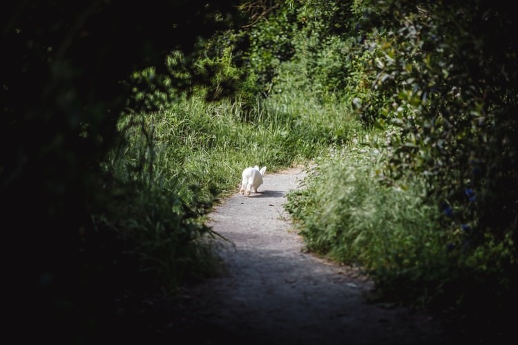 why do rabbits have white tails_fleeing rabbit