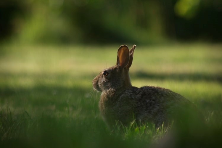 why do rabbits have white tails_rabbit in the wild