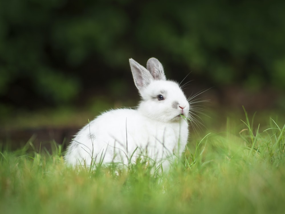 Can A Pet Rabbit Be Bathed_rabbit bathing