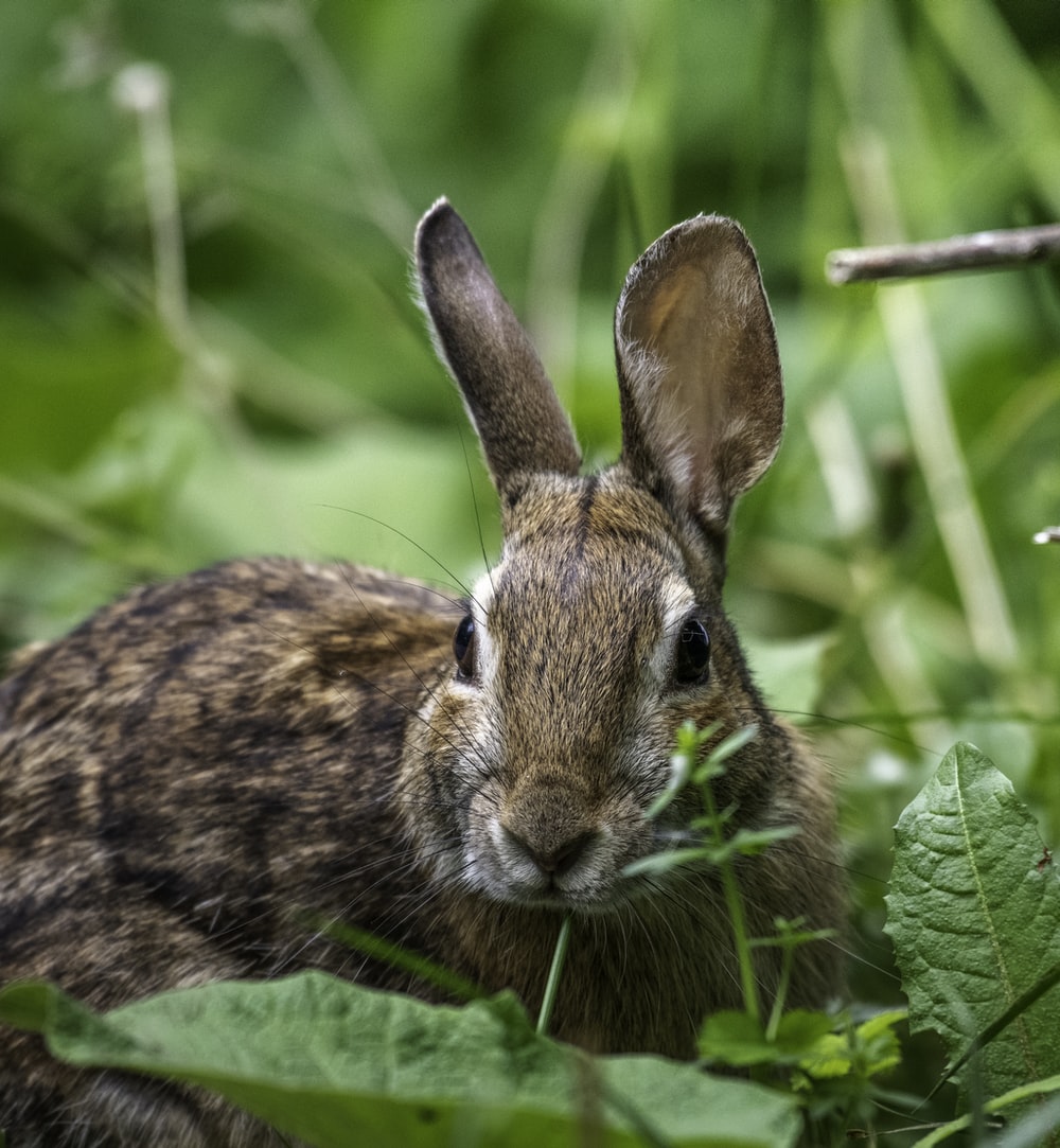 Can A Pet Rabbit Be Bathed_rabbit glaring